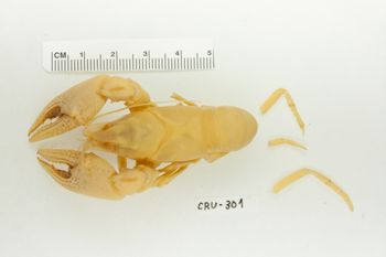 Media type: image;   Invertebrate Zoology CRU-301 Description: Preserved Specimen.;